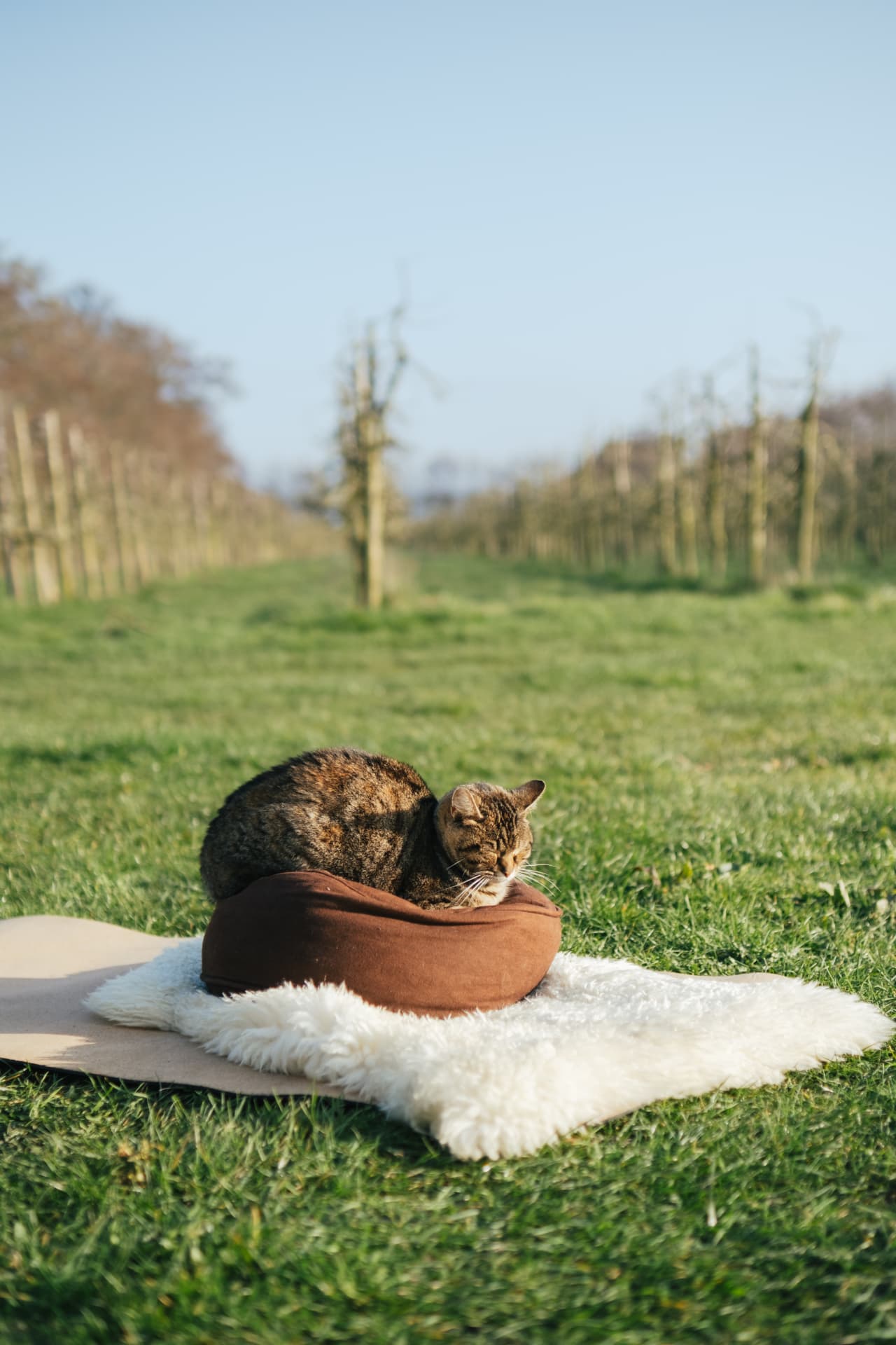 Kat op een meditatiekussen in de voorjaarsboomgaard