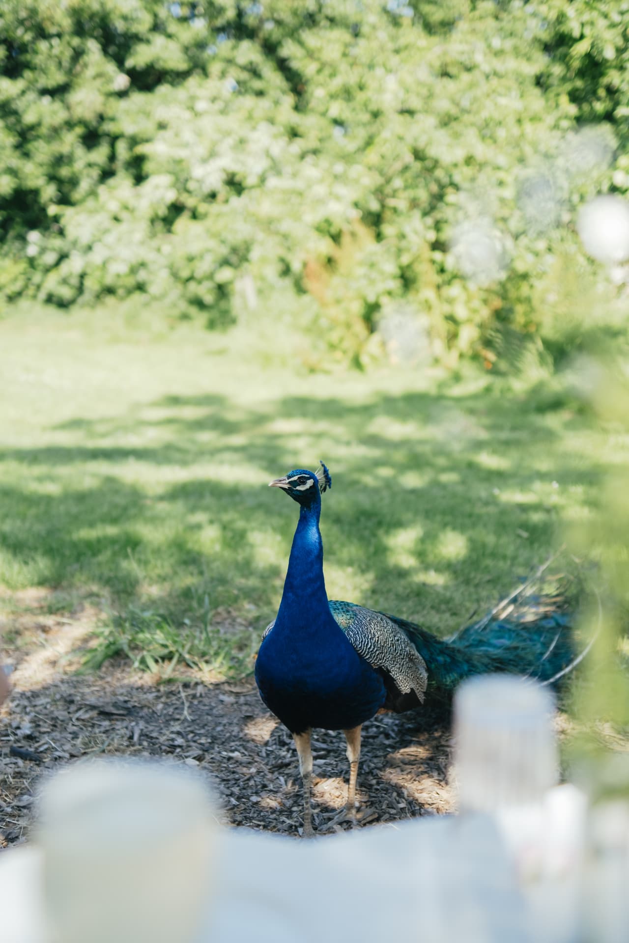 Pauw in de tuin van de retreatlocatie op Texel